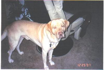 Stud Dogs - Labrador Retriever