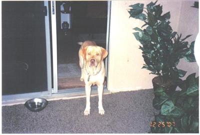 Labrador Retriever Puppies for Sale