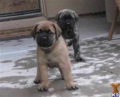 Mastiff Puppies for Sale
