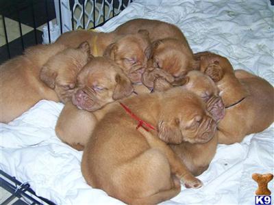 Dogue De Bordeaux Puppies for Sale