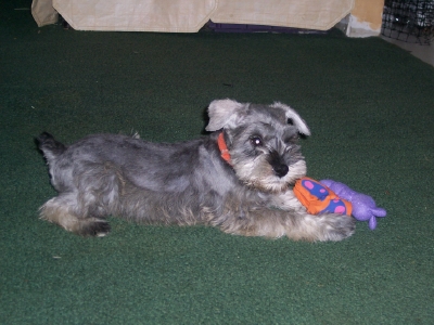 Dogs - Miniature Schnauzer