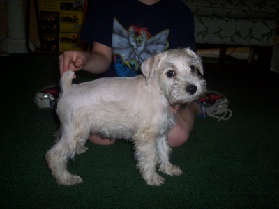 Dogs - Miniature Schnauzer
