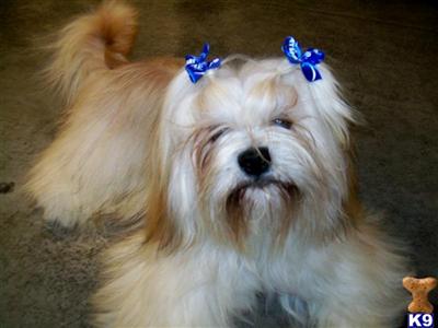 apso lhasa dog. Stud Dogs - Lhasa Apso