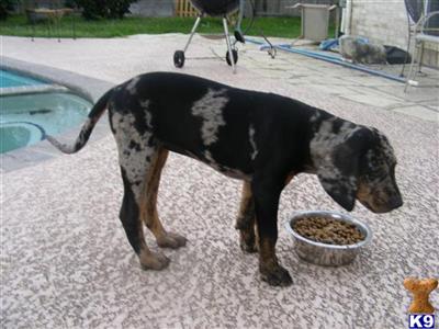 Catahoula Puppies for Sale