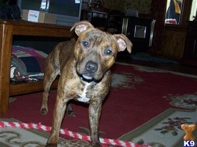 Staffordshire Bull Terrier Puppies for Sale