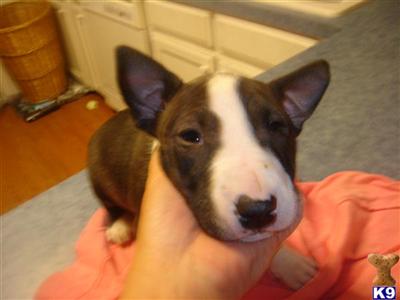 Puppies in Arlington