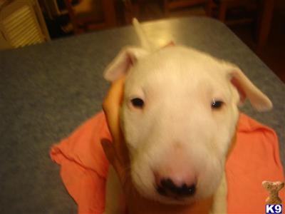 Puppies in Arlington