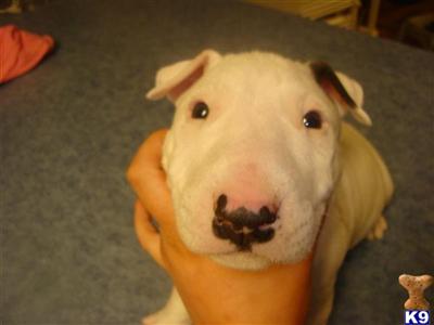 Puppies in Arlington