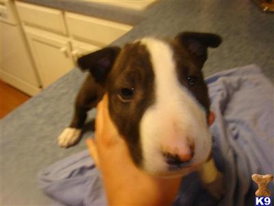 Puppies in Arlington