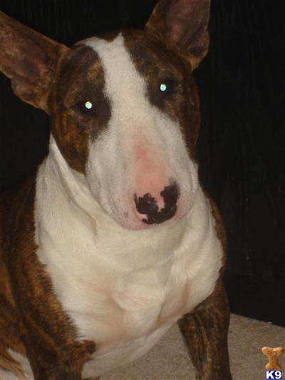 Stud Dogs - Bull Terrier