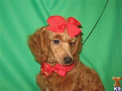 Poodle Puppies for Sale