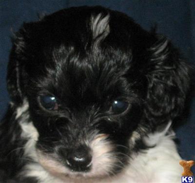 Cavalier King Charles Spaniel Puppies for Sale