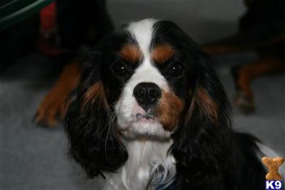 Stud Dogs - Cavalier King Charles Spaniel