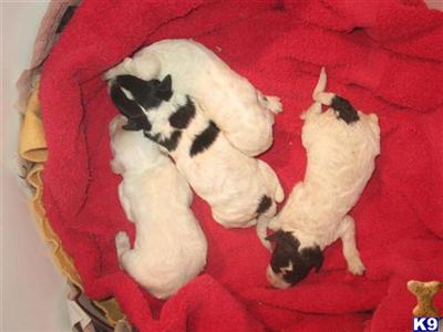 Labradoodle Puppies for Sale