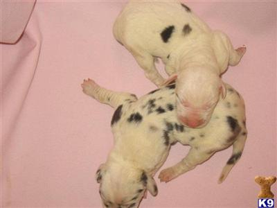 Great Dane Puppies for Sale