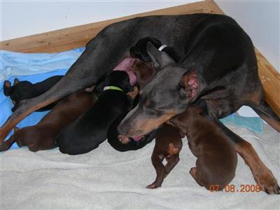 Doberman Pinscher Puppies for Sale