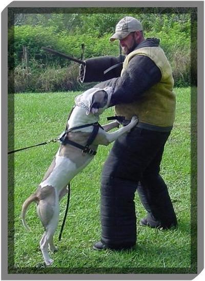 Stud Dogs - American Pit Bull