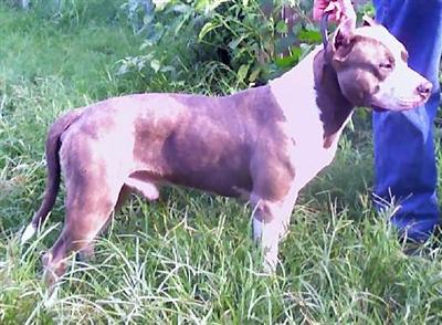 Stud Dogs - American Pit Bull