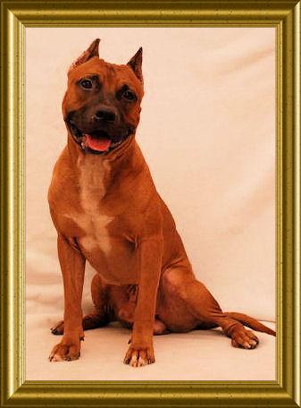 Stud Dogs - American Pit Bull