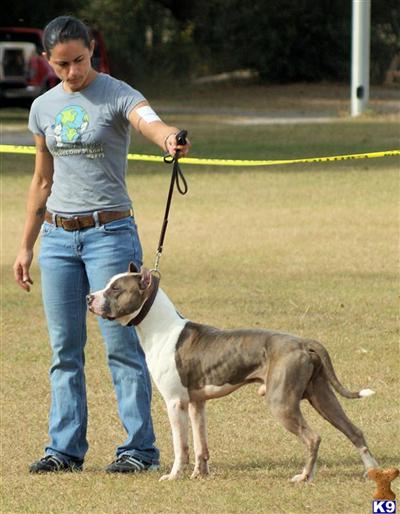 Stud Dogs in FL