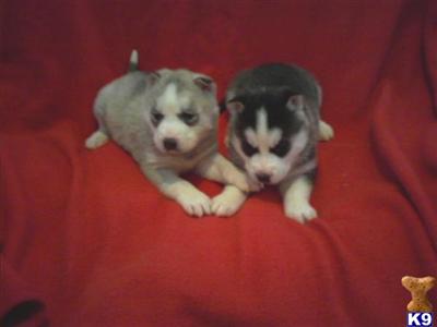 Siberian Husky Puppies for Sale