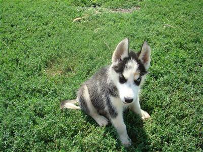 Siberian Husky Puppies for Sale