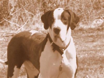 Stud Dogs - Great Dane