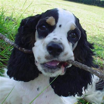 American Cocker Spaniel Puppies for Sale