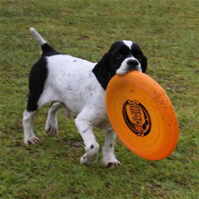 Dogs - American Cocker Spaniel