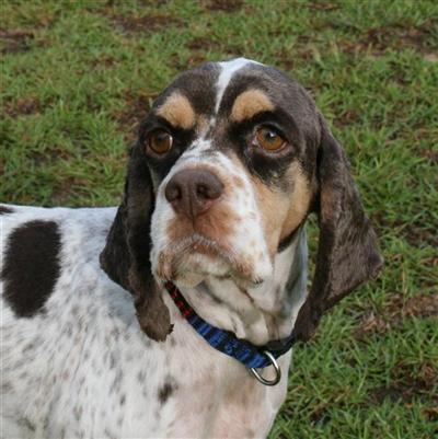 Dogs - American Cocker Spaniel