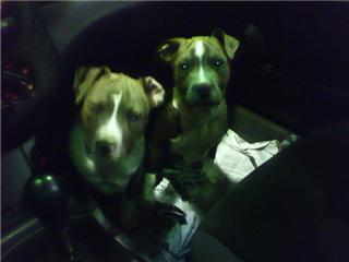 Puppies in Athens