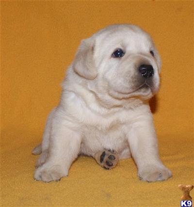 Puppies in GA