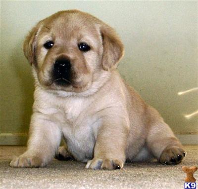 Puppies in GA