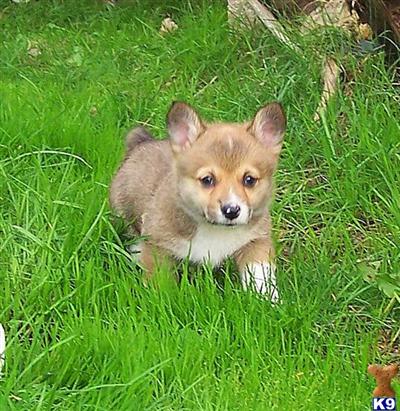 Pembroke Welsh Corgi Puppies for Sale