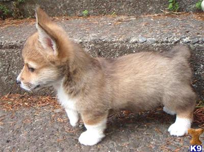 Pembroke Welsh Corgi Puppies for Sale