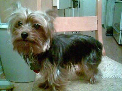 Stud Dogs - Yorkshire Terrier