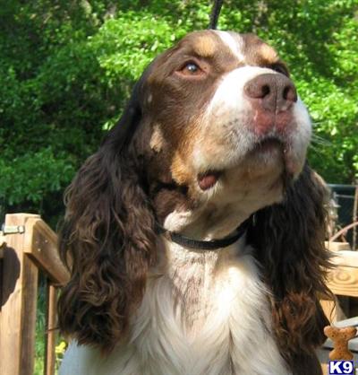 English Springer Spaniel Puppies for Sale