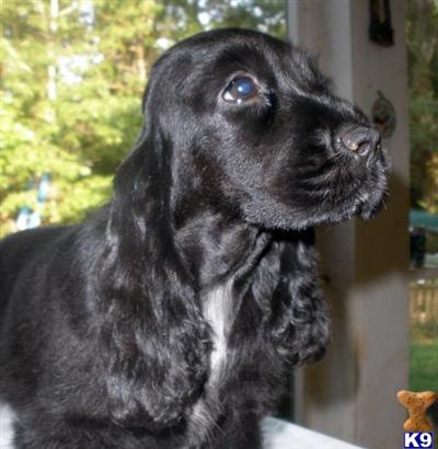 English Cocker Spaniel Puppies for Sale