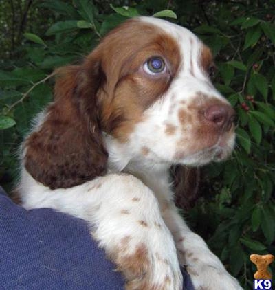 English Springer Spaniel Puppies for Sale