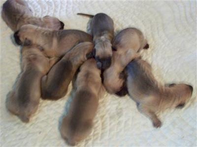 Puppies in MS