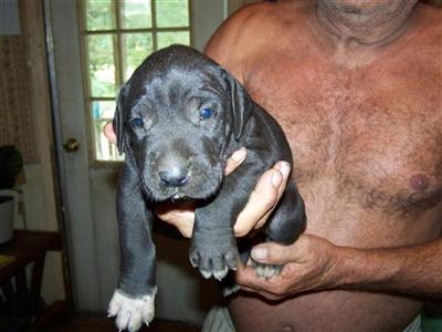 Puppies in MS