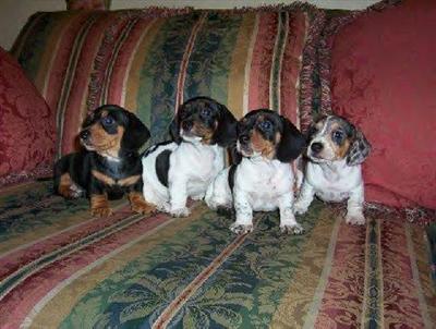 Puppies in VA