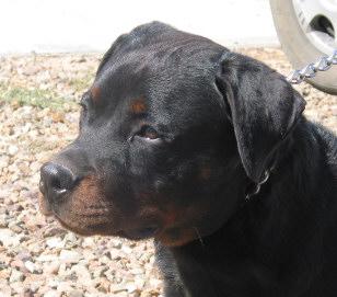 Dogs - Rottweiler