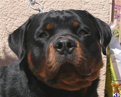 Dogs for Sale in AZ