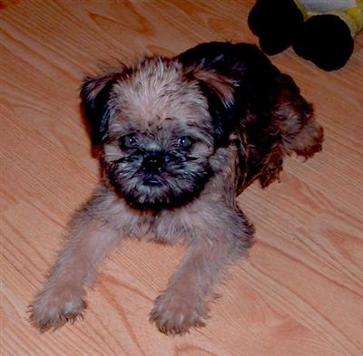 Brussels Griffon Puppies for Sale