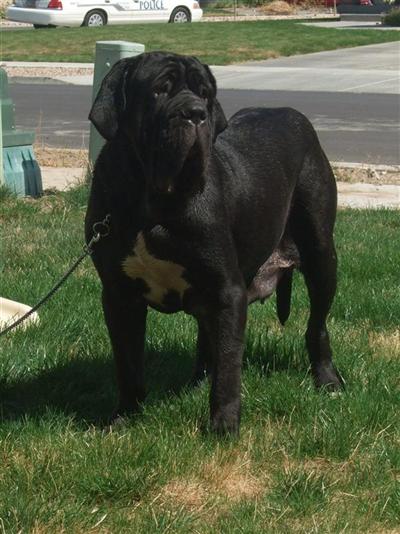 Neapolitan Mastiff Puppies for Sale
