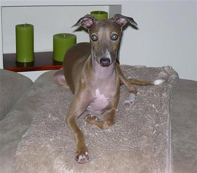 Female Dogs