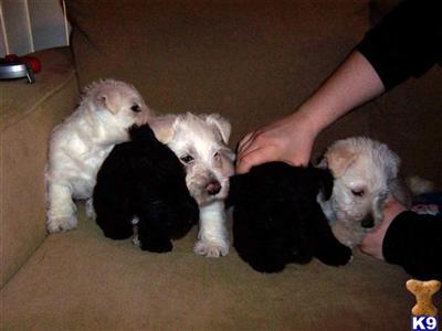 Scottish Terrier Puppies for Sale