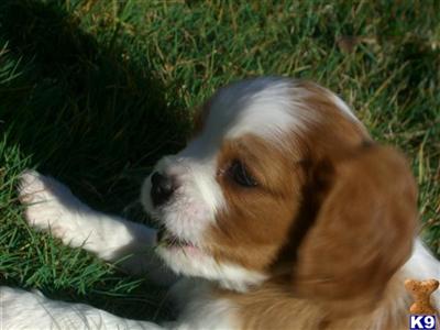 Puppies in VA