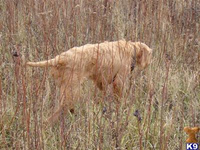 Vizsla Puppies for Sale